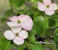 Cornus satomi - Kornoelje - 4