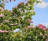 Cornus satomi - Kornoelje - 3