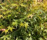 Acer palmatum - Japanse Esdoorn - 1