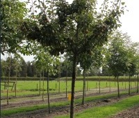 Pyrus com. 'Conference' - Pyrus com. 'Conference' - 3