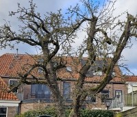 Pyrus com. 'Conference' - Pyrus com. 'Conference' - 2