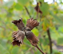 Corylus maxima 'Purpurea'