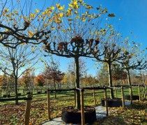 Platanus hispanica 