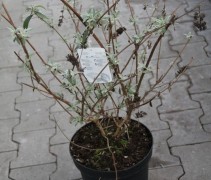 Vlinderstruik 'Black Knight' wordt in pot geleverd