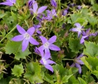 Campanula poscharskyana 'Stella' - Kruipklokje - 1
