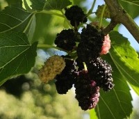 Morus nigra - Zwarte moerbei - 3