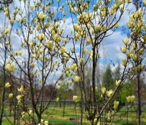Magnolia brooklynensis 'Elizabeth'
