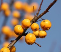 Malus 'Golden Hornet' appeltjes