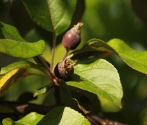 Malus Neville Copeman.  jonge sierappeltjes
