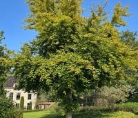 Fagus sylvatica 'Zlatia' - Beuk 'Zlatia' - 5