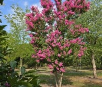Lagerstroemia indica 'Rosea' - Indische sering - 2