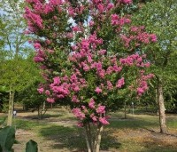 Lagerstroemia indica 'Rosea' - Indische sering - 1