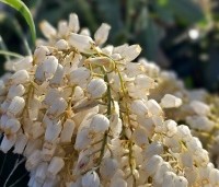 Pieris 'Flaming Silver' - Pieris 'Flaming Silver' - 2