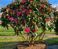 Rhododendron 'Cosmopolitan' - Rododendron 'Cosmopolitan' - 3