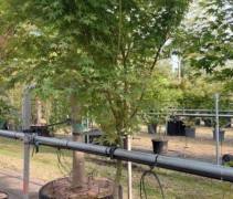 Acer palmatum ‘Polymorphum’  halfstam boompje
