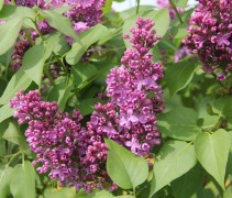 Syringa vulgaris 'Rhum von Horstenstein'