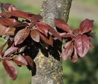 Prunus cerasifera 'Nigra' - Roodbladige kerspruim - 1