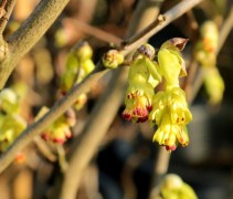 Corylopsis Spicata