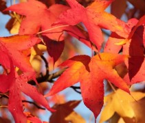 Liquidambar worplesdon