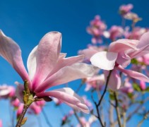 Magnolia 'Galaxy'