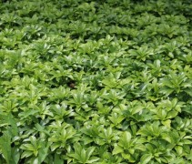 Pachysandra terminalis