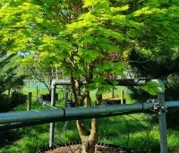 Acer shirasawanum 'Aureum' - Japanse goud esdoorn - 3