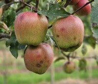 Malus dom. 'Gloster' - Malus dom. 'Gloster' - 2
