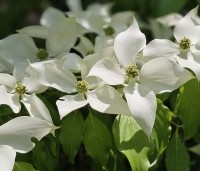 Cornus kousa 'Milky Way' - Japanse grootbloemige Kornoelje - 5