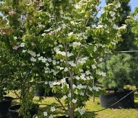 Cornus kousa 'Milky Way' - Japanse grootbloemige Kornoelje - 6