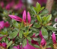 Rhododendron Azalea Japonica 'Purple Splendor' - paarsrode Japanse Azalea - 2