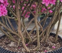 Rhododendron Azalea Japonica 'Purple Splendor' - paarsrode Japanse Azalea - 1