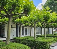 Platanus hispanica - Plataan - 10