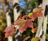 Acer rubrum 'October Glory' - Amerikaanse esdoorn - 2