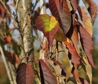 Prunus serrulata 'Sunset Boulevard' - Japanse Sierkers - 2
