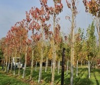 Prunus serrulata 'Sunset Boulevard' - Japanse Sierkers - 1