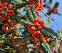 Ilex 'Nellie R. Stevens' - Amerikaanse hulst - 1