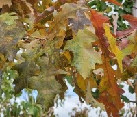 Quercus palustris - Moeraseik - 6