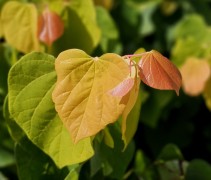 Cercis canadensis 'The Rising Sun'