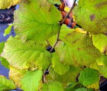 Corylus avelana 'Wunder aus Bolweiler'