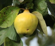 Cydonia Oblonga