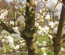 Magnolia loebneri 'Merrill' bloem