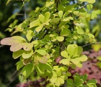 Akebia quinata - Schijnaugurk - blad in juli