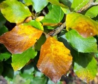 Fagus sylvatica 'Dawyck Gold' - Zuilbeuk - 6