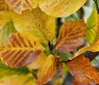 Fagus sylvatica 'Dawyck Gold' - Zuilbeuk - 5
