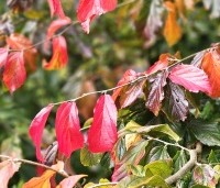 Parrotia persica 'Bella' - Perzisch IJzerhout - 7