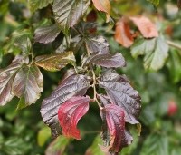 Parrotia persica 'Bella' - Perzisch IJzerhout - herfstkleuren 2024