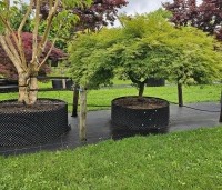 Acer palmatum 'Dissectum' - Japanse esdoorn 'Dissectum' - 2