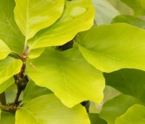 blad Fagus sylvatica 'Dawyck Gold'