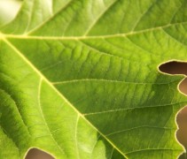 Blad van de klimboom, multistam plataan biedt tevens lekker veel schaduw
