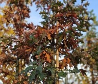 Quercus palustris - Moeraseik - 3